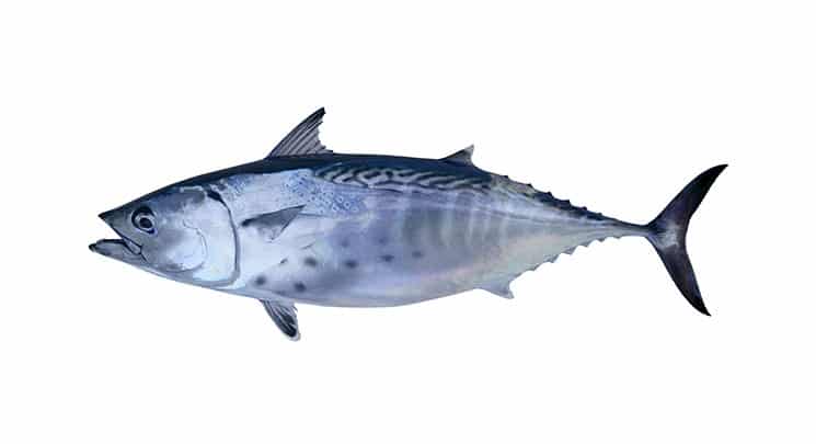 ikan Tuna