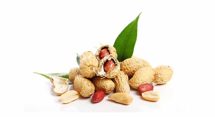 kacang tanah